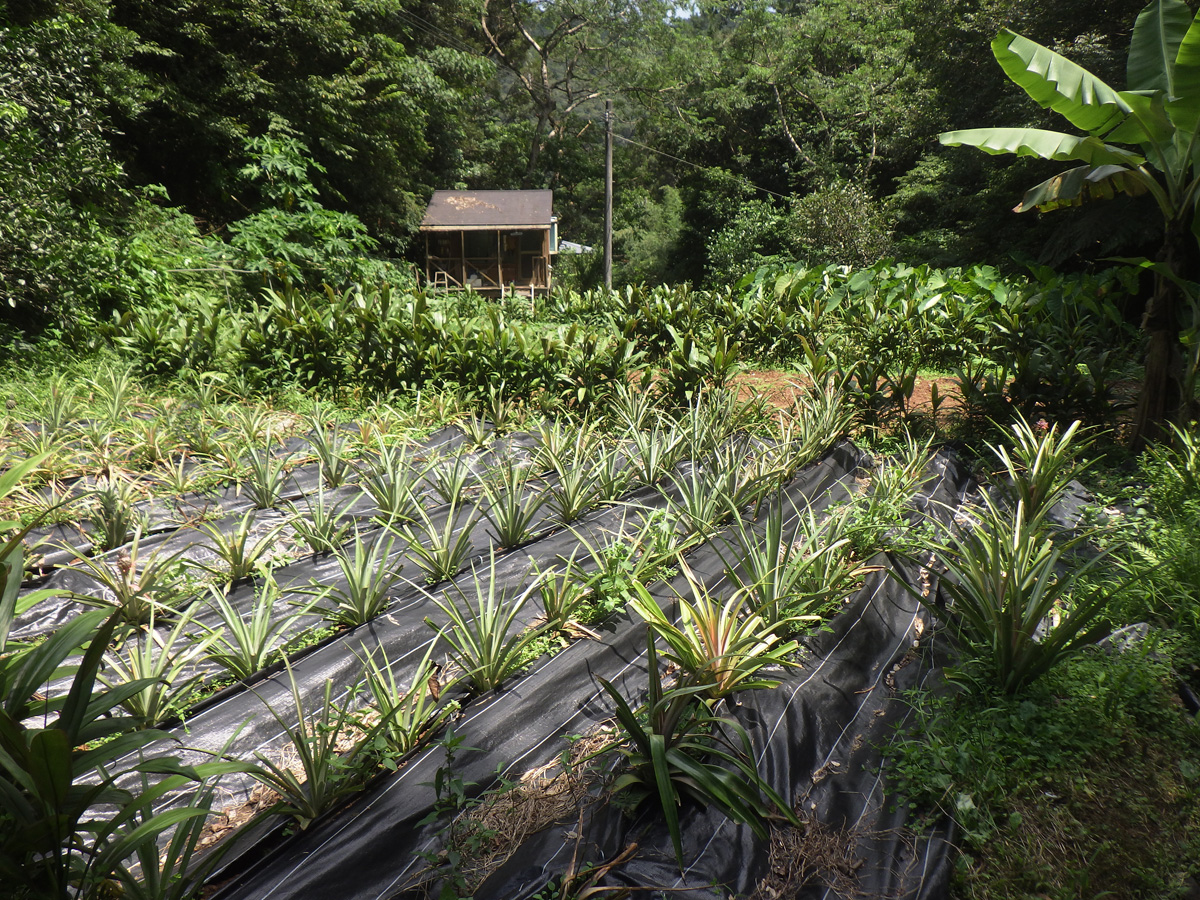 【売地】人気の龍郷町　保安林　1700㎡　（約515坪）