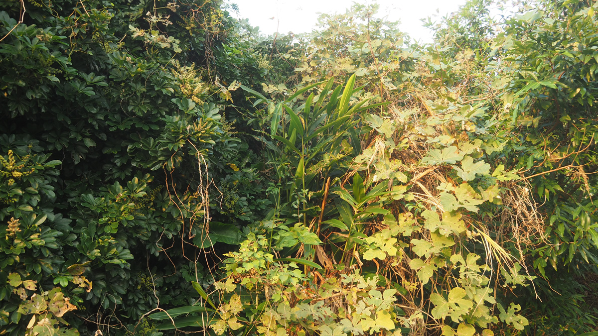 【売地】奄美市笠利町前肥田（原野）